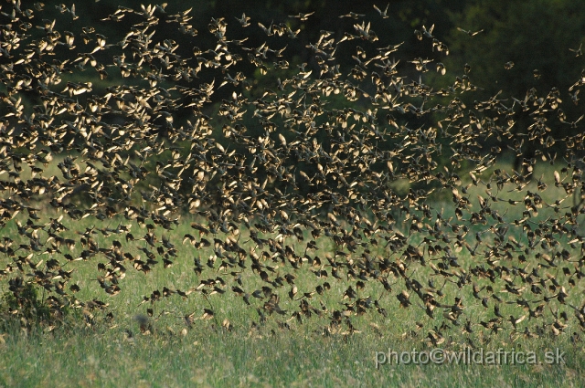 puku rsa 492.jpg - Red-billed Quelea (Quelea quelea)